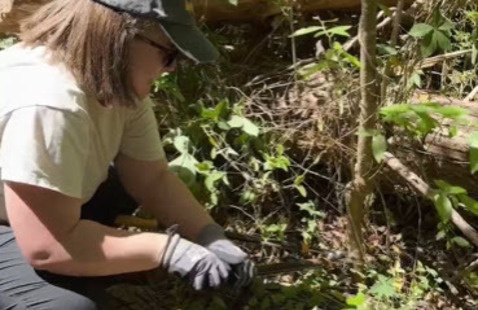 Volunteer at Invasive Plant Purge 4.18.26
