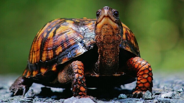 Little Naturalists: Turtle Tales