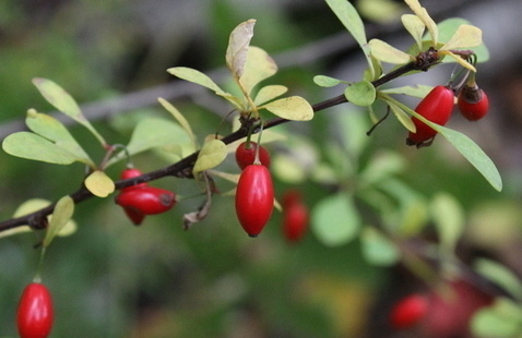 Japanese barberry with green leaves and bright red fruits.