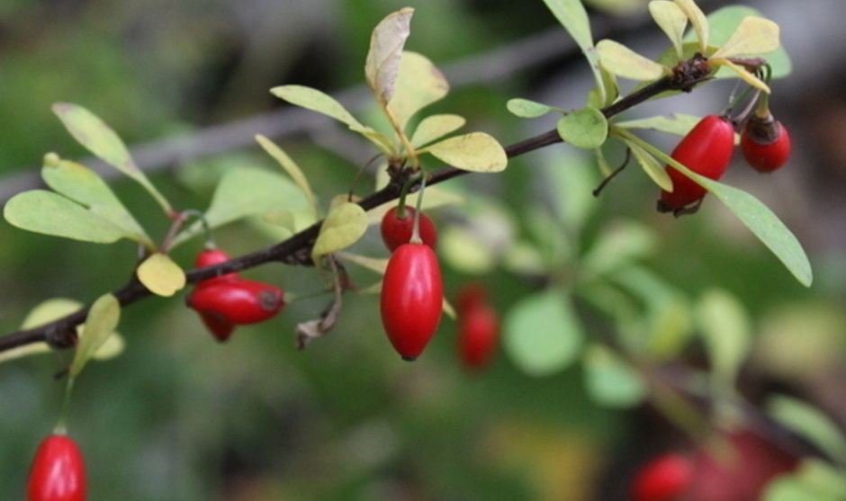 Japanese barberry with green leaves and bright red fruits.