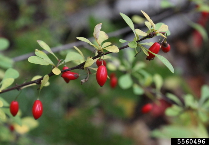 Japanese barberry with green leaves and bright red fruits.