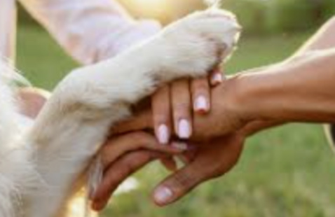 Dog paw and human hands