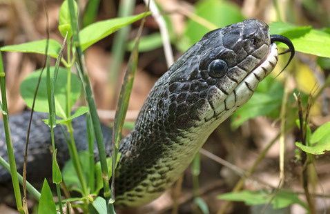 A rat snake with a dark-grey upper body and a cream-white underbody raises its head in the grass and sticks out its tongue to scent the air.