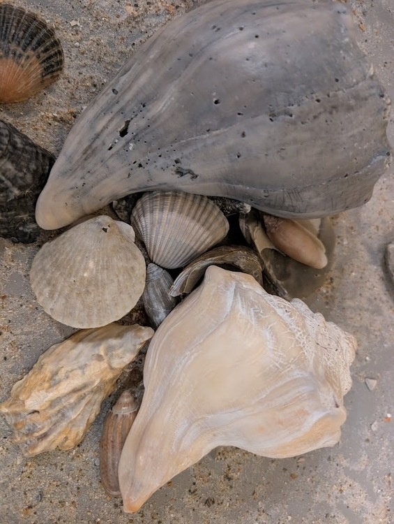 Carolina Seashells