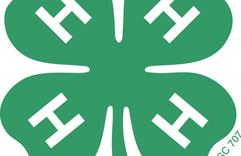 green 4-H clover