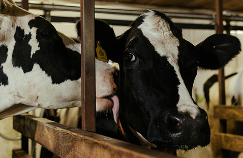 two cows