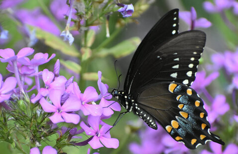 butterfly