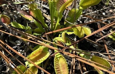 Image of Flytrap Hike
