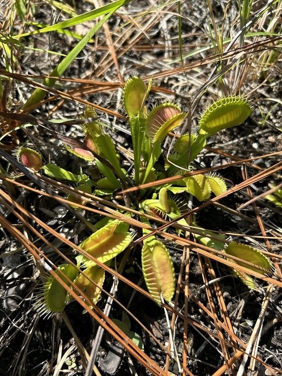 Flytrap Hike