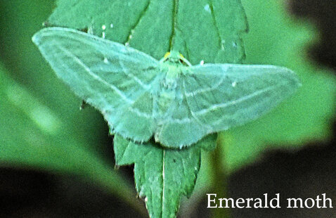 Emerald moth