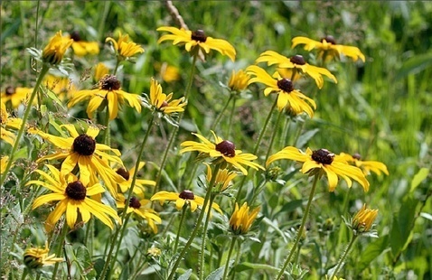 wildflowers