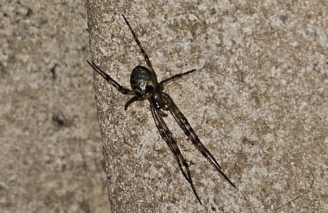 spider