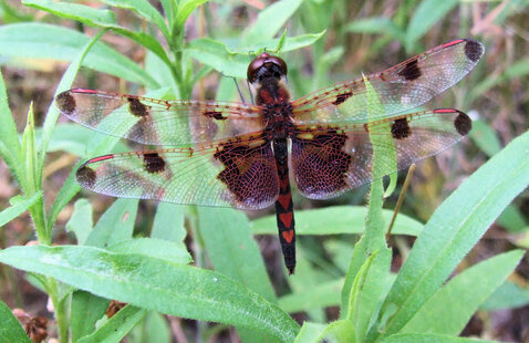 dragonfly