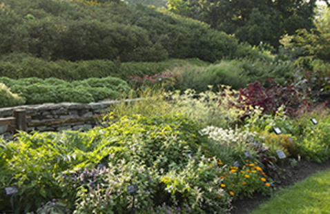 Image of Around the World in Eight Plants: Part 1