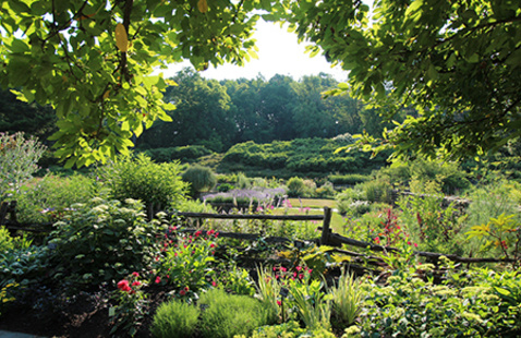 Image of Around the World in Eight Plants: Part 2