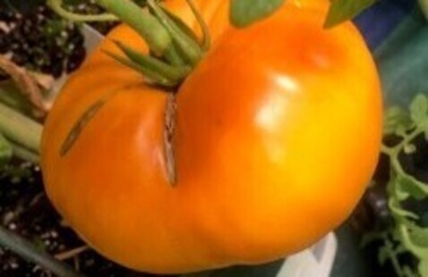 Orangish-red tomato on a tomato plant