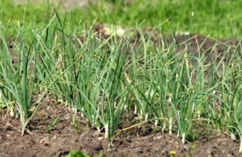 Rows of garlic plants growing in a garden bed, with thin green leaves with brown soil and a grassy area in the background