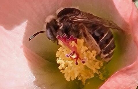 globe mallow bee