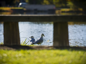 Two seagulls stand near the water's edge, framed beneath the structure of a wooden bench or dock. The background features a softly blurred body of water reflecting natural light, with a grassy lawn in the foreground.