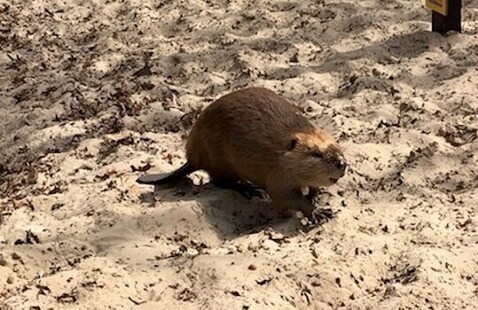 Beaver on Trail 8