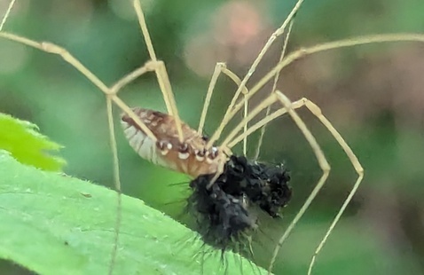 spider