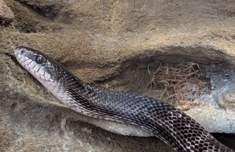 snake
