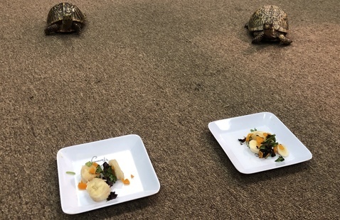 turtles with dinner