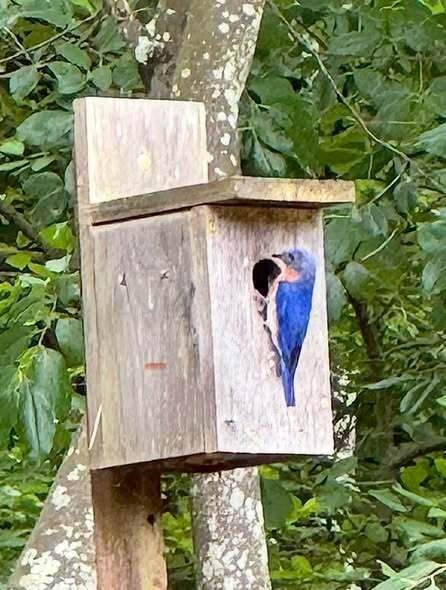 Bluebird Monitoring Walk