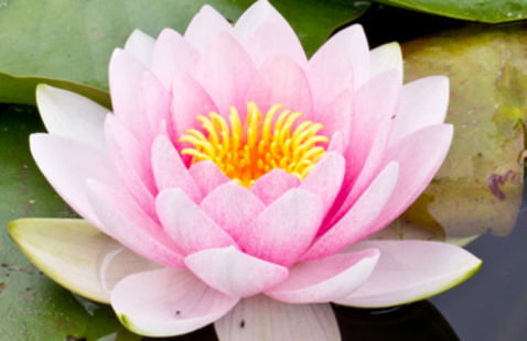 lily