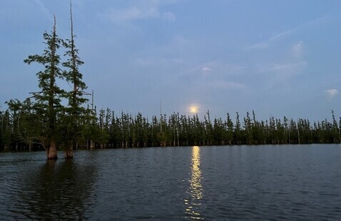 lake with trees at night