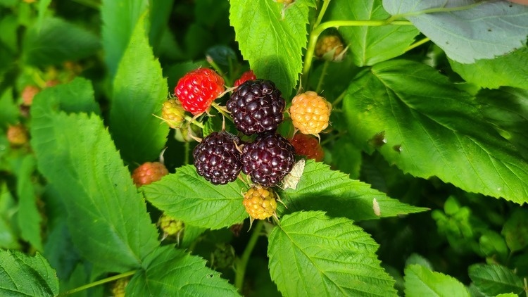 Berry Hike!