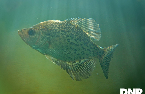 a crappie fish