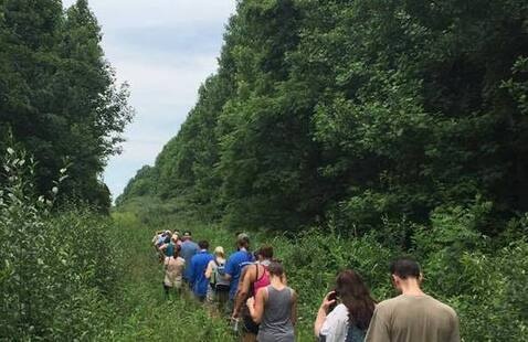 Hikers walking clearing in forest