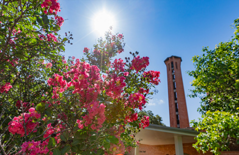 Sun shining through flowers with Trinity Tower in the background
