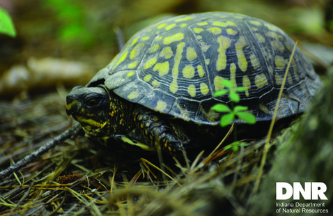 Eastern Box Turtle on the ground.