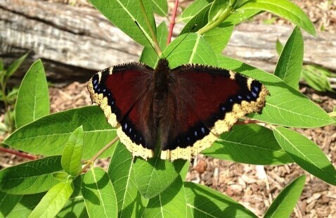 mourning cloak butterfly soaking up the morning sun on some dogbane plants.