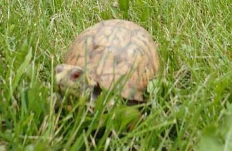 box turtle in the grass