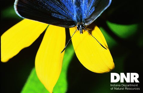 Butterfly on flower.
