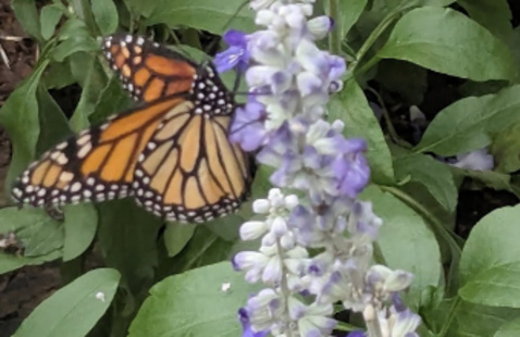 orange and black monarch on purple and white flower against green leaves