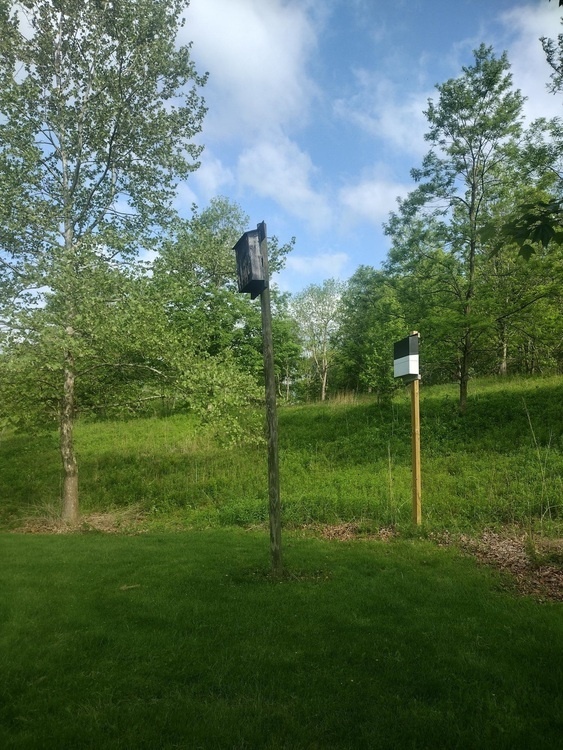 Bat Count 2.0