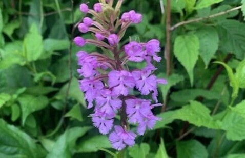 Purple Fringed Orchid