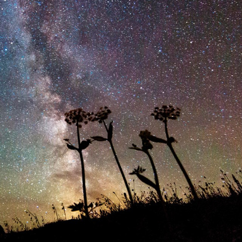 Photo of flower silouette with starry sky in the background.