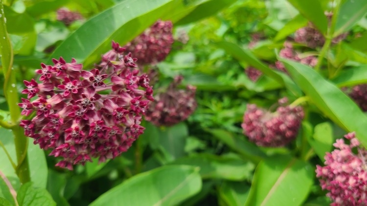 Garden Club & Colonial Garden Tour!