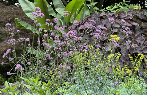 A garden of plants