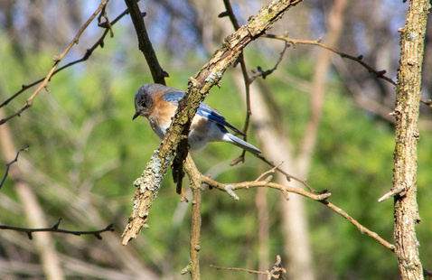 Eastern bluebird, photo by M. Doty.