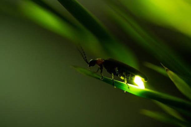 Funky Fireflies