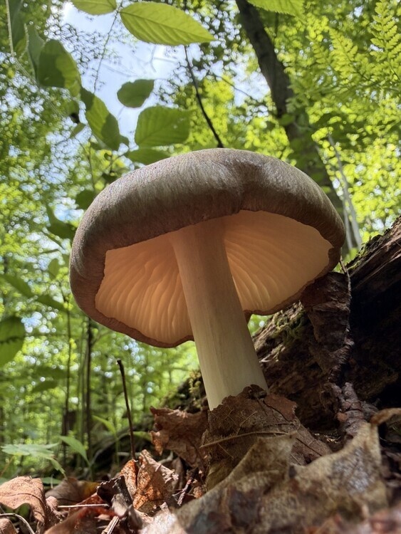 Mushroom Walk with the Western PA Mushroom Club