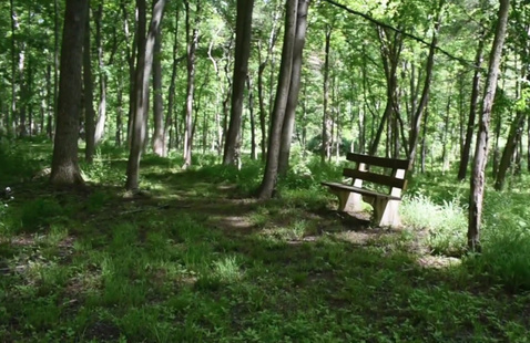 Image of History Hike