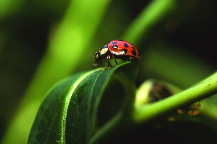Bug Hunt