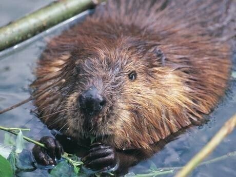 Beaver Bites Hike